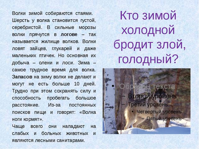 Животные леса зимой. Презентация для детей