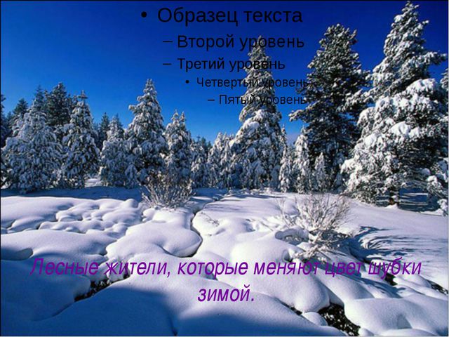 Животные леса зимой. Презентация для детей