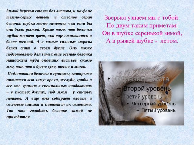Животные леса зимой. Презентация для детей