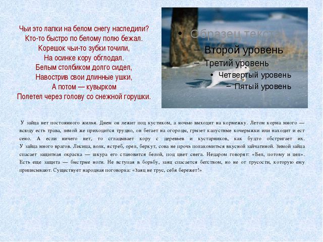 Животные леса зимой. Презентация для детей