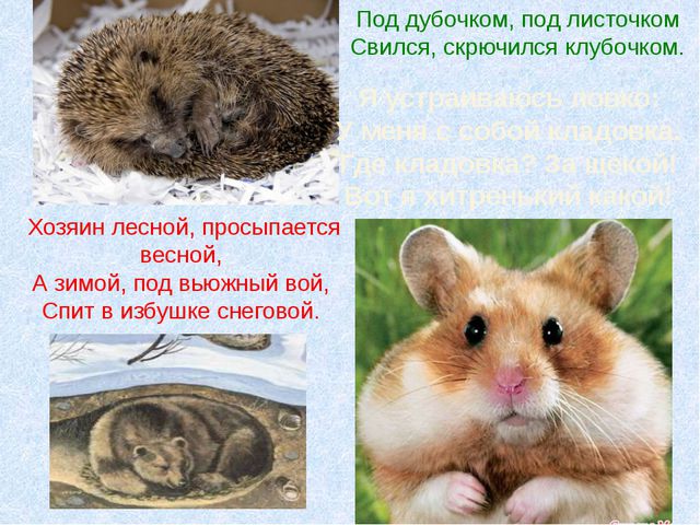 Животные леса зимой. Презентация для детей