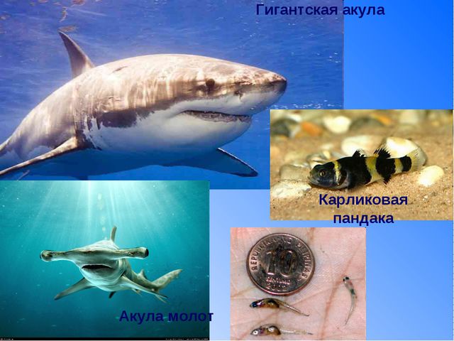 Рыбы. Презентация для детей