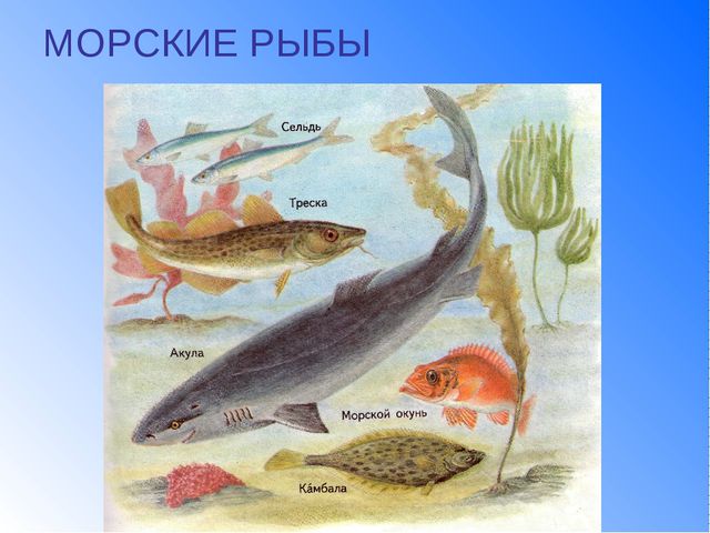 Рыбы. Презентация для детей