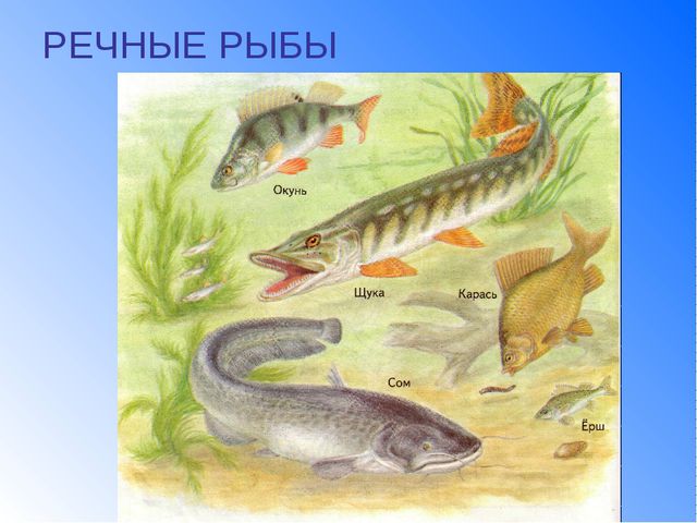 Рыбы. Презентация для детей