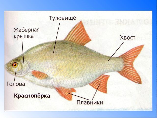 Рыбы. Презентация для детей