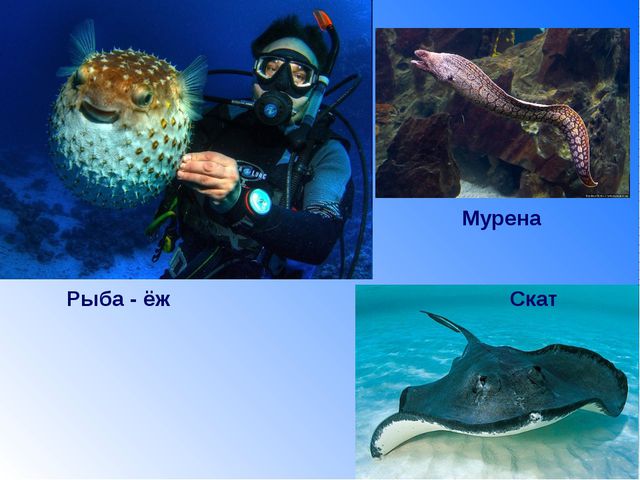 Рыбы. Презентация для детей