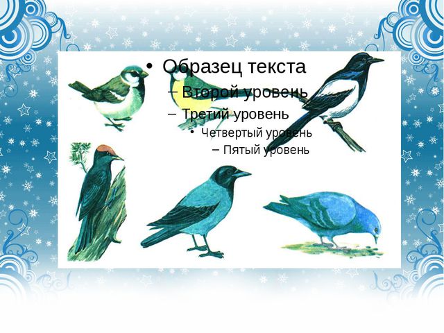 Дикие городские птицы. Презентация для детей