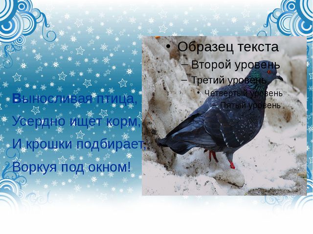 Дикие городские птицы. Презентация для детей