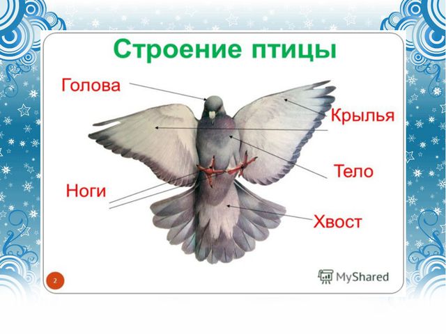 Дикие городские птицы. Презентация для детей