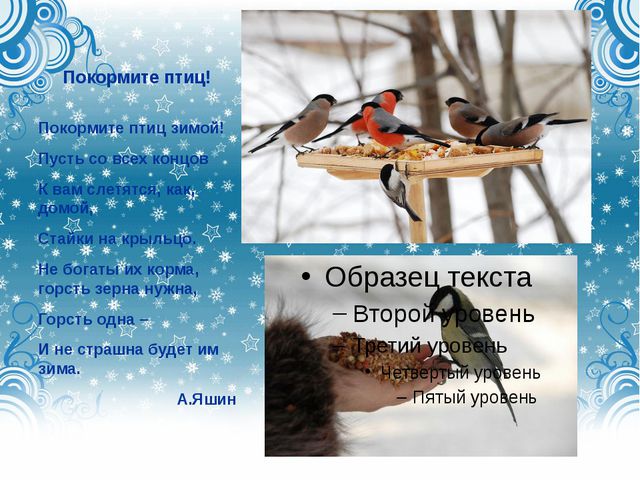 Дикие городские птицы. Презентация для детей