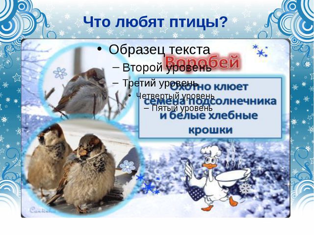 Дикие городские птицы. Презентация для детей
