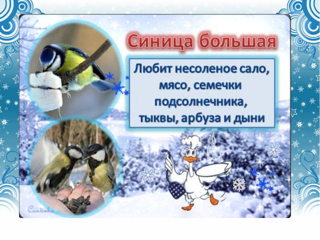 Дикие городские птицы. Презентация для детей