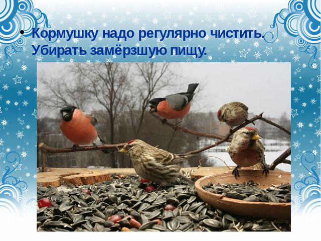 Дикие городские птицы. Презентация для детей