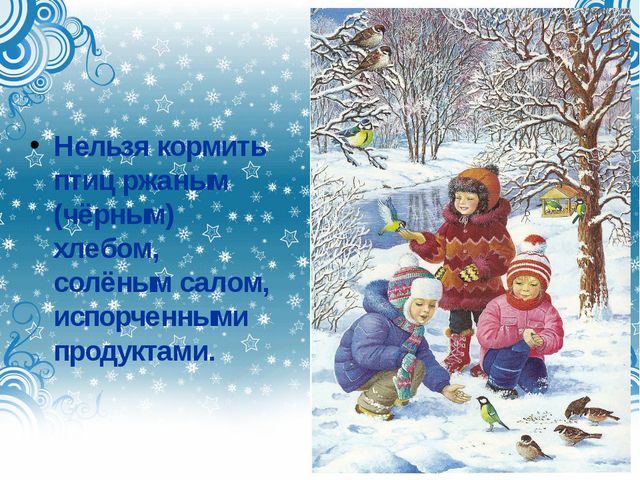 Дикие городские птицы. Презентация для детей