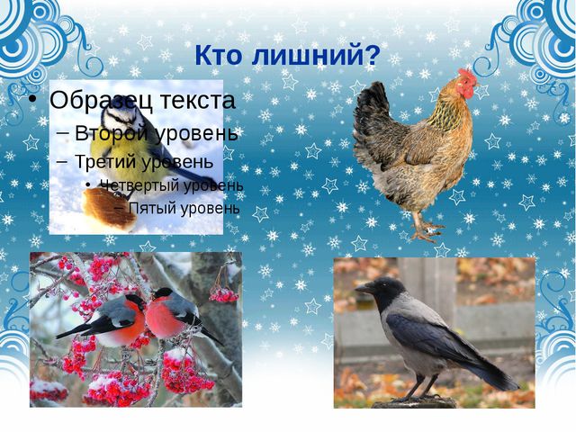 Дикие городские птицы. Презентация для детей