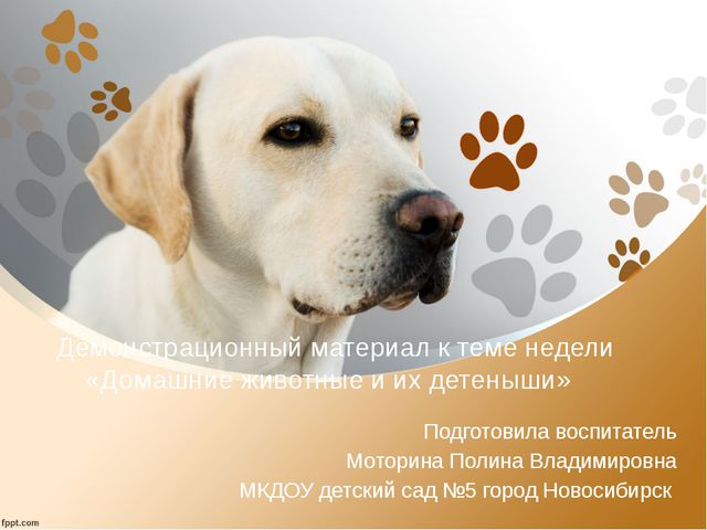 Домашние животные и их детёныши. Презентация для детей дошкольного возраста