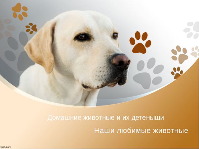 Домашние животные и их детёныши. Презентация для детей дошкольного возраста