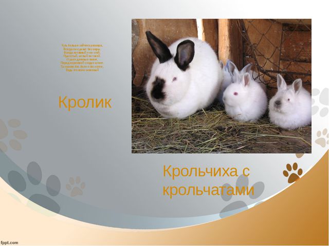 Домашние животные и их детёныши. Презентация для детей дошкольного возраста