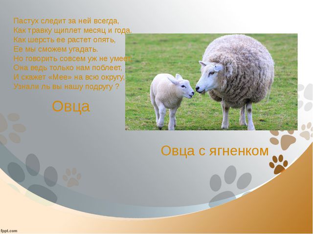 Домашние животные и их детёныши. Презентация для детей дошкольного возраста