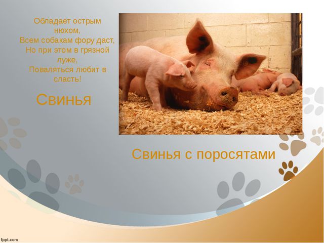 Домашние животные и их детёныши. Презентация для детей дошкольного возраста