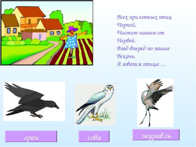 Загадки о птицах. Презентация для детей