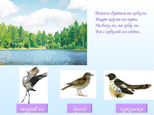 Загадки о птицах. Презентация для детей