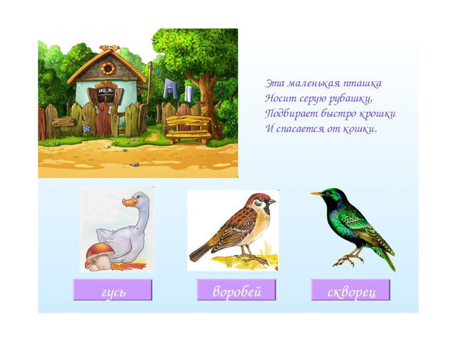 Загадки о птицах. Презентация для детей