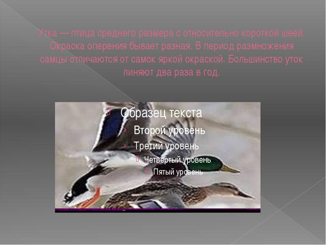 Перелётные птицы. Презентация для дошкольников