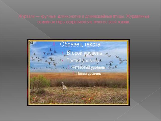 Перелётные птицы. Презентация для дошкольников