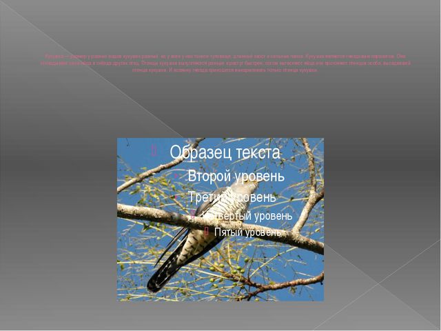Перелётные птицы. Презентация для дошкольников