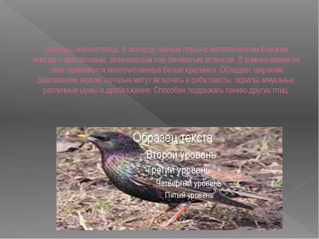 Перелётные птицы. Презентация для дошкольников