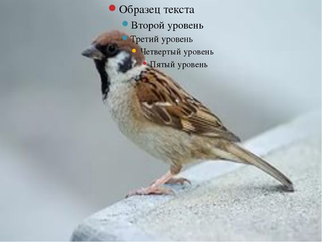 Зимующие птицы. Презентация для детей дошкольного возраста
