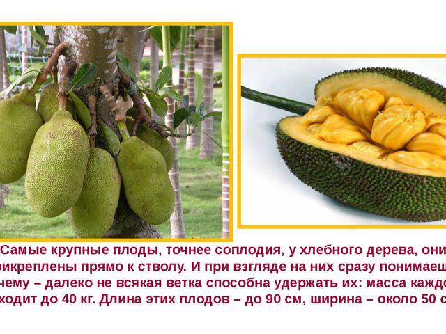 Рекордсмены среди плодов. Презентация для детей