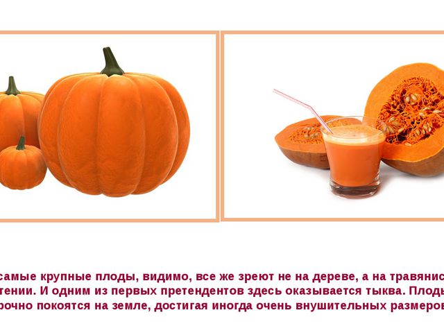 Рекордсмены среди плодов. Презентация для детей
