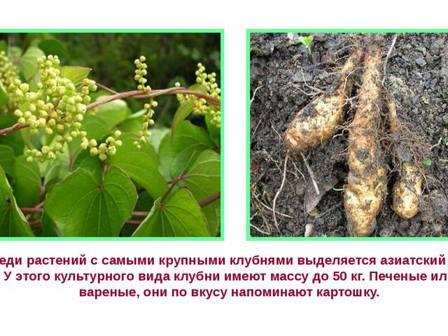 Рекордсмены среди плодов. Презентация для детей
