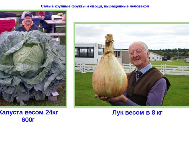 Рекордсмены среди плодов. Презентация для детей