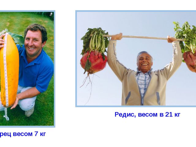 Рекордсмены среди плодов. Презентация для детей
