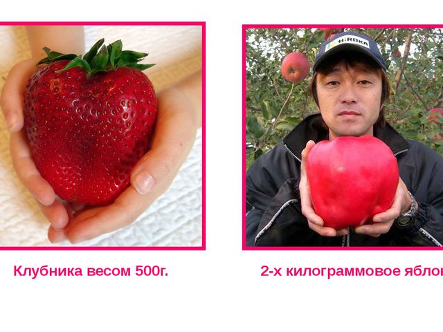 Рекордсмены среди плодов. Презентация для детей