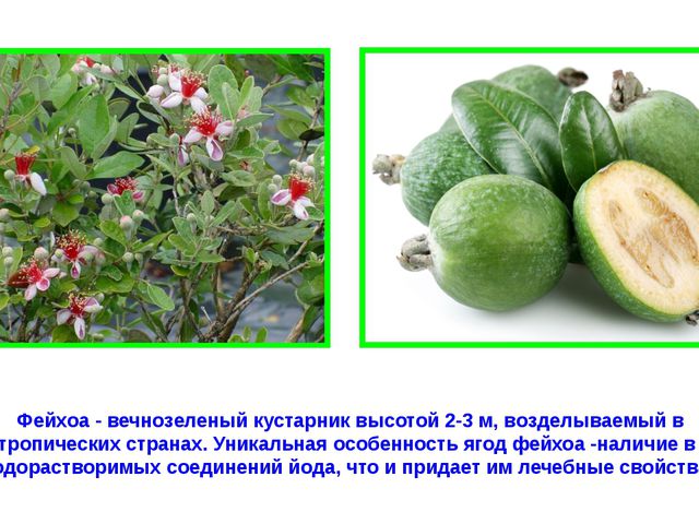 Рекордсмены среди плодов. Презентация для детей
