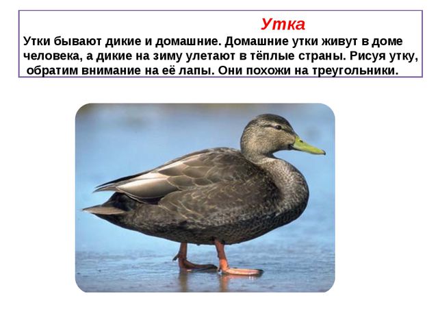 Учимся рисовать деревья, цветы, животных. Презентация по изо для дошкольников