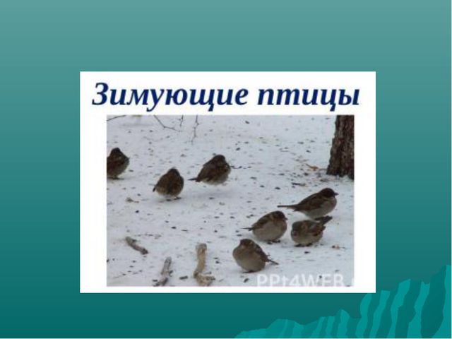Зимующие птицы нашего края. Презентация для детей