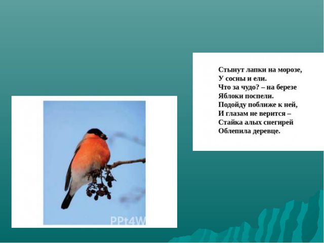 Зимующие птицы нашего края. Презентация для детей