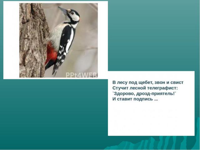 Зимующие птицы нашего края. Презентация для детей