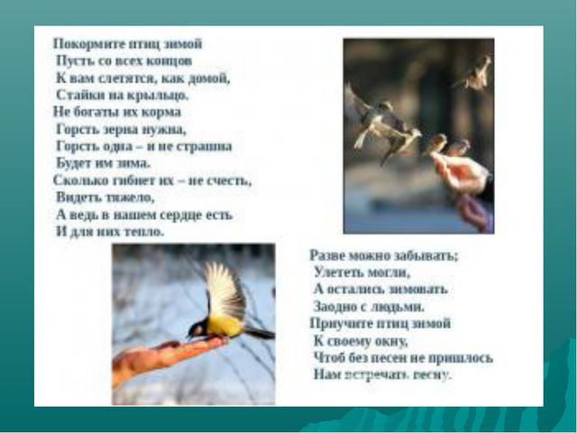 Зимующие птицы нашего края. Презентация для детей