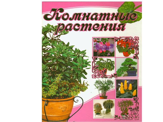 Комнатные растения. Презентация для дошкольников