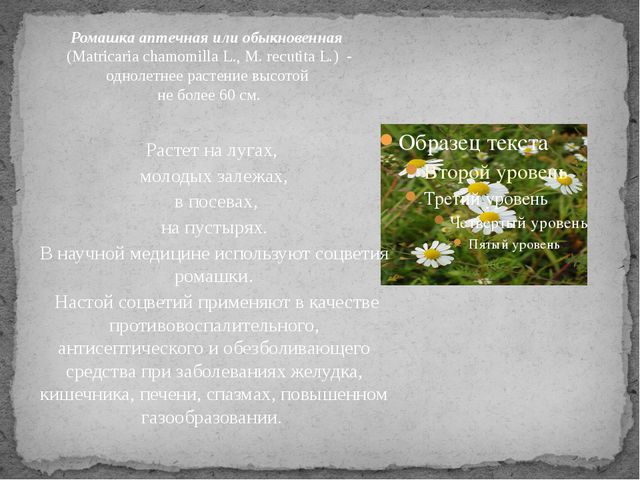 Лекарственные растения. Презентация для детей