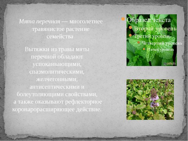 Лекарственные растения. Презентация для детей