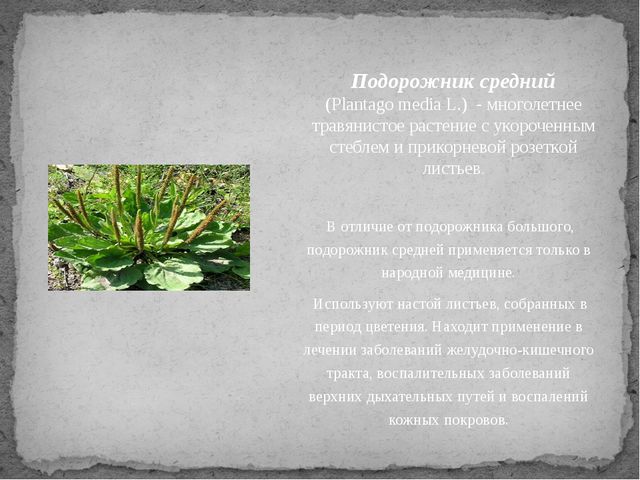 Лекарственные растения. Презентация для детей