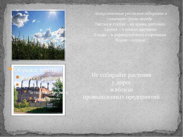 Лекарственные растения. Презентация для детей