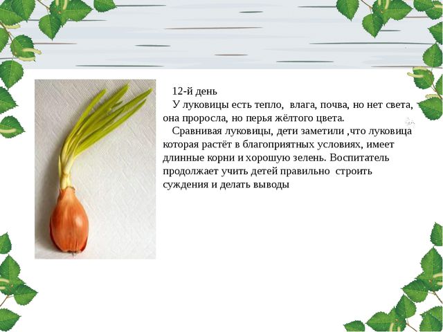 Лук. Презентация для дошкольников